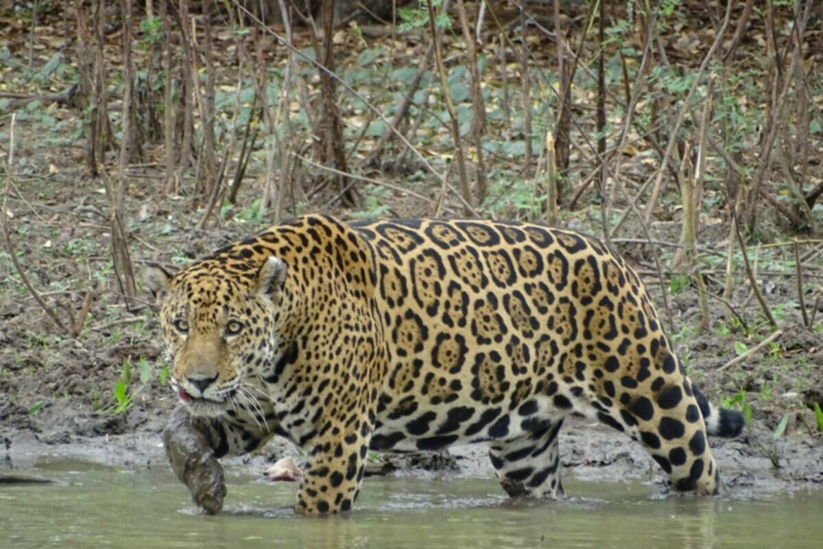 Imagem de compartilhamento para o artigo Dia Internacional da Onça-Pintada: Descubra fatos e curiosidades sobre o maior felino das Américas da MS Todo dia